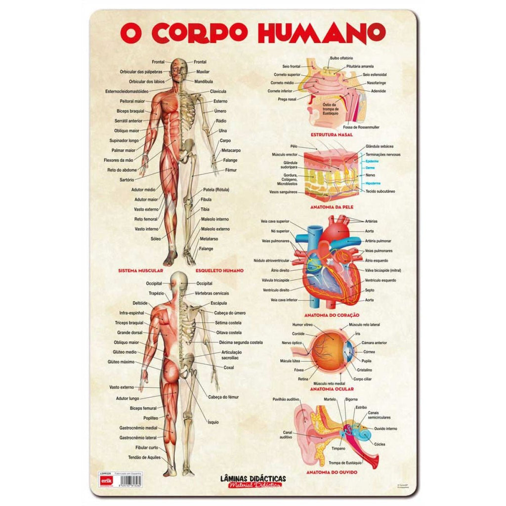 Base Didática O Corpo Humano 60x40cm - Papelaria - erik